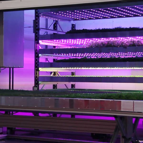 Why is vertical farming becoming so popular in the UK?
